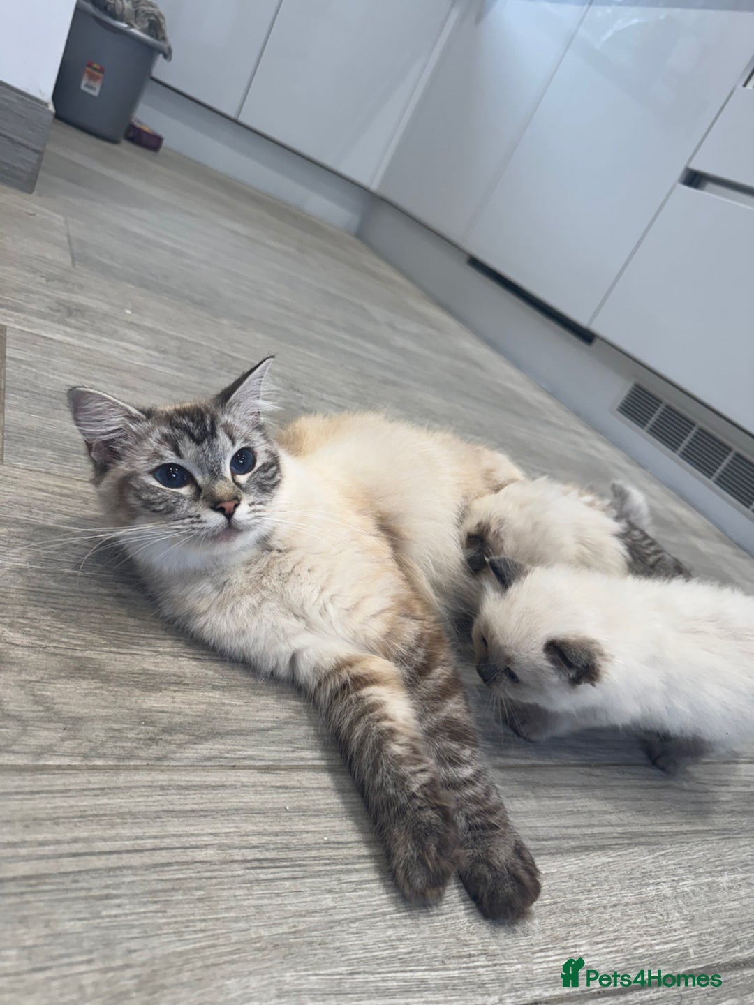 Ragdoll cats for sale: Ragdoll kittens - Image 6