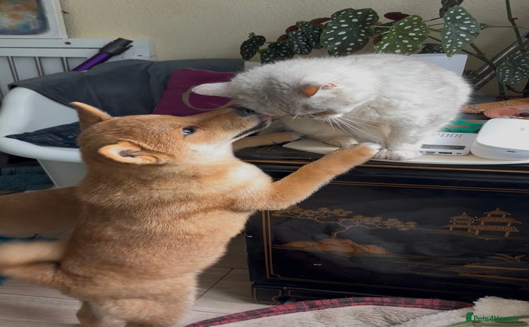 Japanese Shiba Inu dogs in Inverness - Advert 8