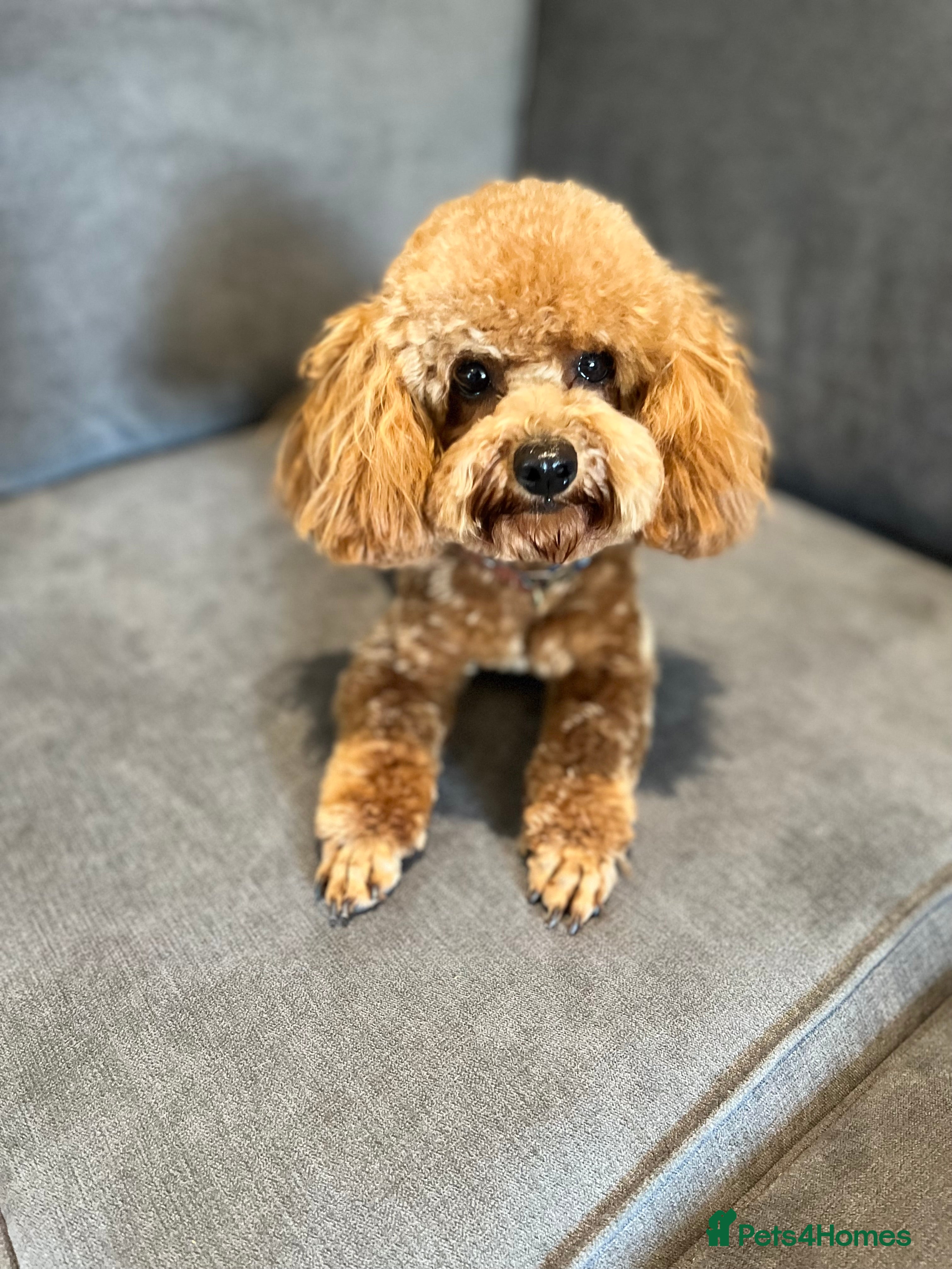 Toy Poodle dogs EXTENSIVE HEALTH TESTED KC RED TOY POODLE STUD in Woodbridge - Advert 18