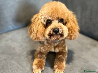 Toy Poodle dogs in Woodbridge - Advert 2