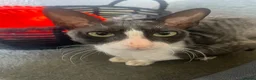 Cornish Rex cats for sale: Cornish Rex Boy Rehoming  - Advert 2