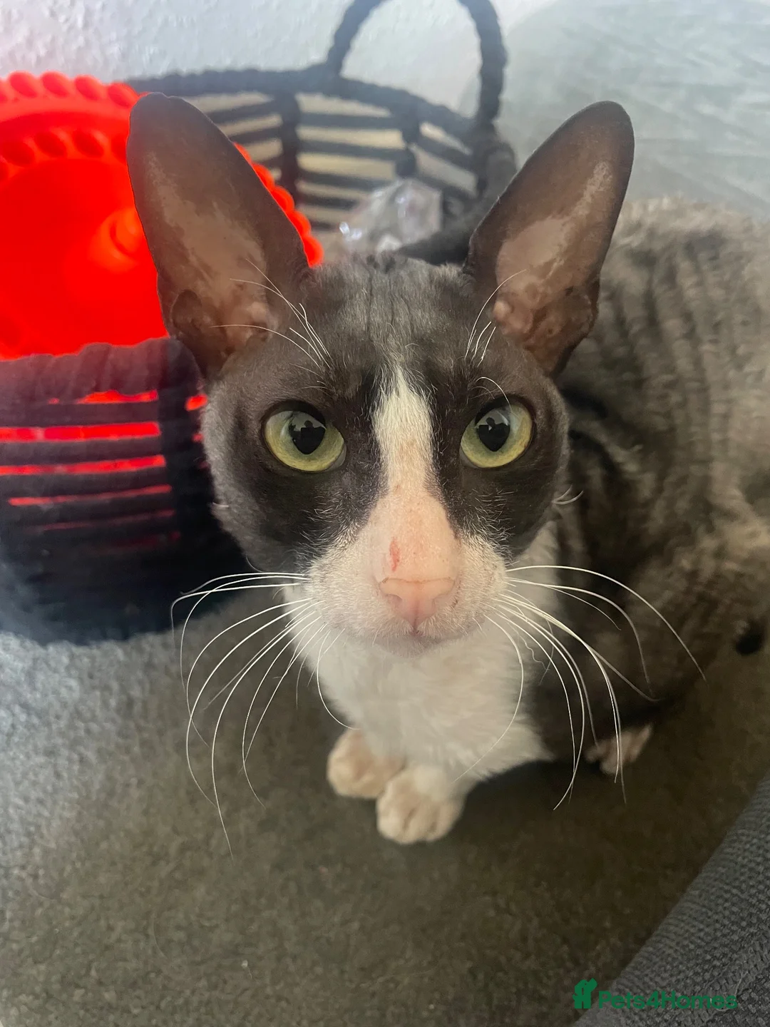 Cornish Rex cats for sale: Cornish Rex Boy Rehoming  - Advert 2
