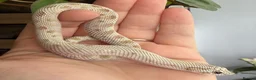 Snake reptiles for sale: Various Western Hognose Hatchlings - Advert 28