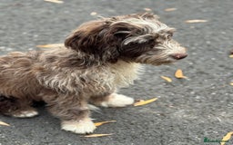 Cockapoo dogs for sale: Toy CockerPoo - Image 2