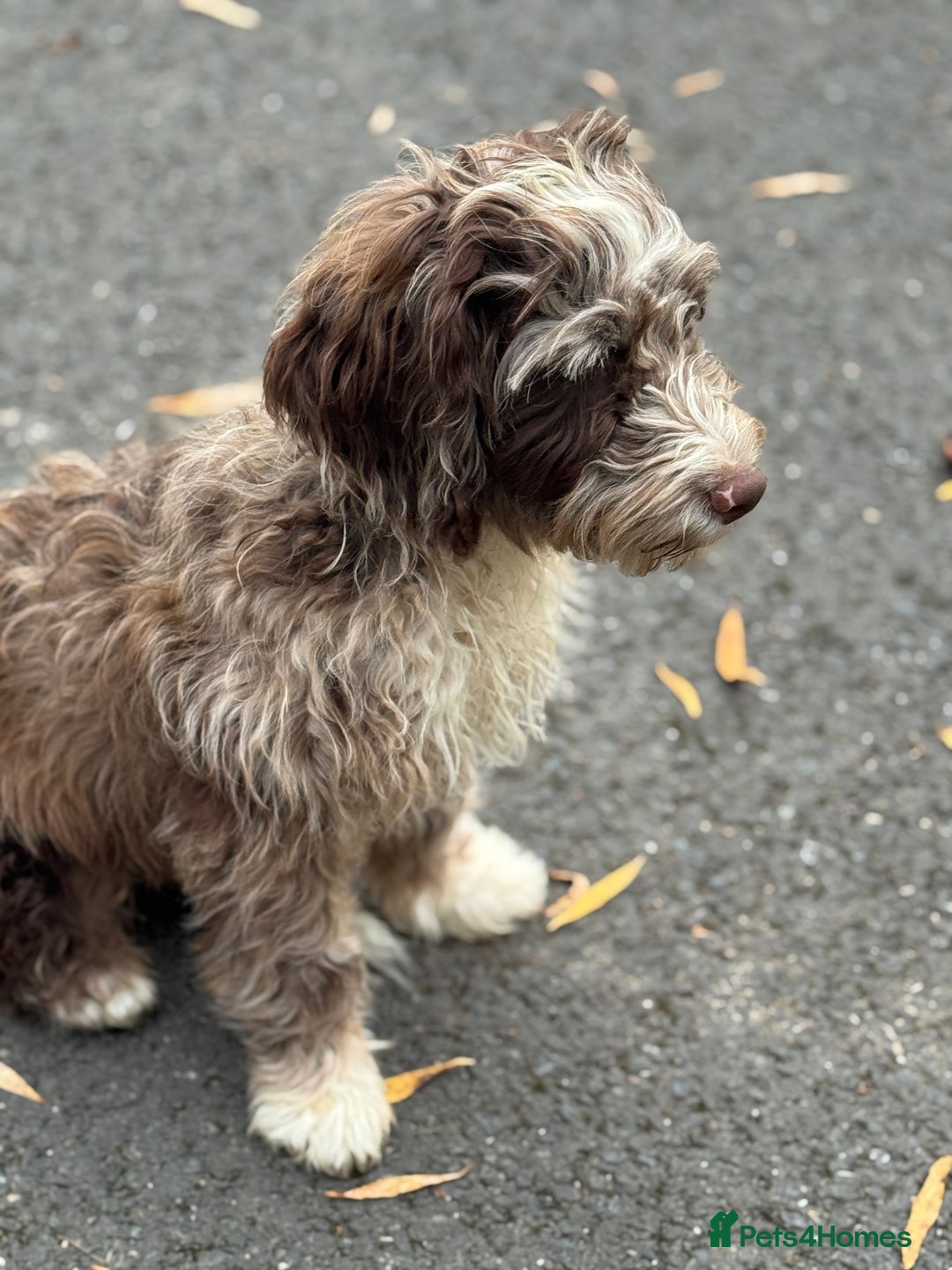 Cockapoo dogs for sale: Toy CockerPoo - Image 2