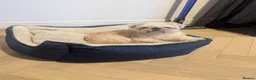 Shih Tzu dogs for sale: 3 year old Shih-Tzu Louie  - Advert 3