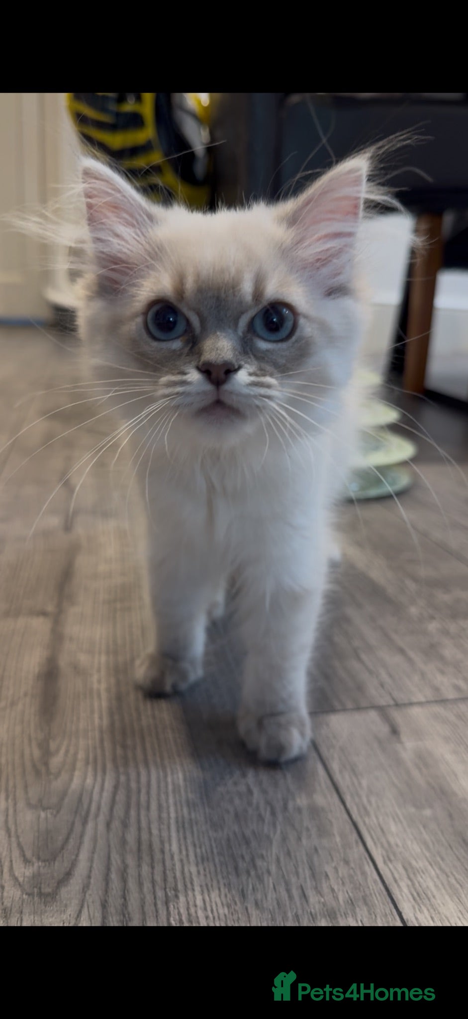 Ragdoll cats ***Last little girl***ready Friday*** - Advert 18