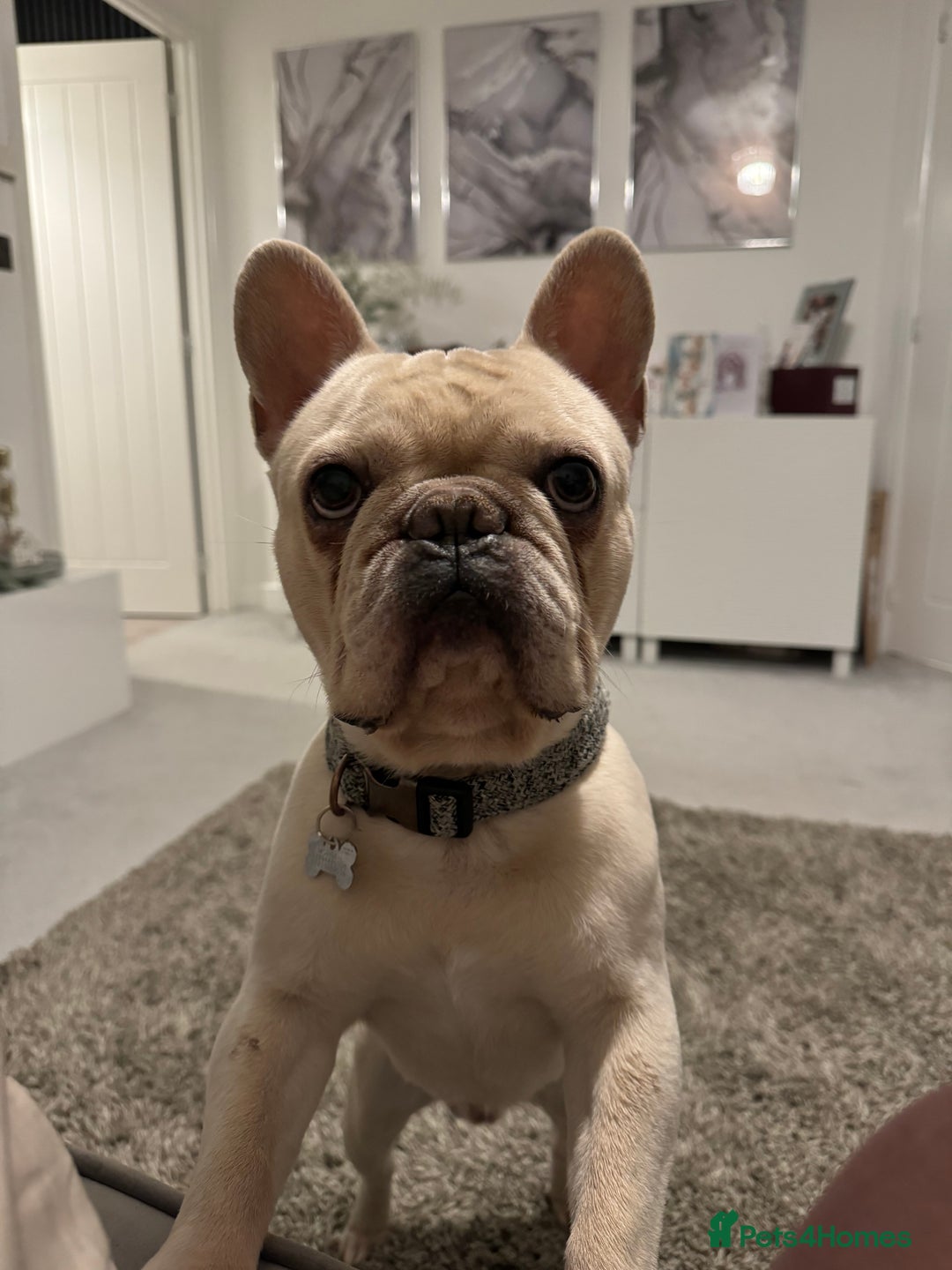 French Bulldog dogs for stud: Charming Cream Male French Bulldog pedigree - Advert 5