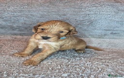 Irish Doodle dogs for sale: Toy Irish Doodle Puppies For Sale  - Image 24