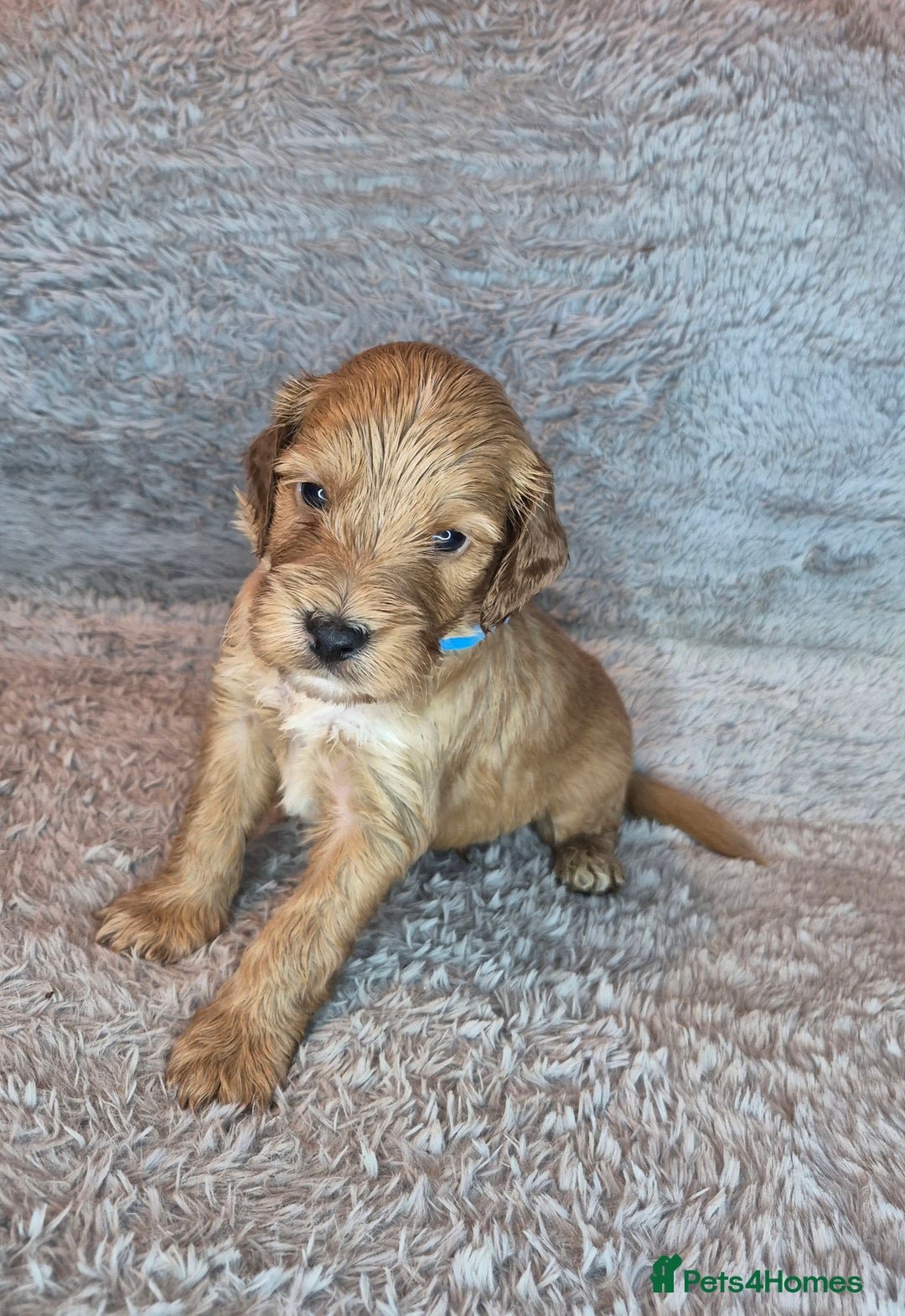 Irish Doodle dogs for sale: Toy Irish Doodle Puppies For Sale  - Image 24