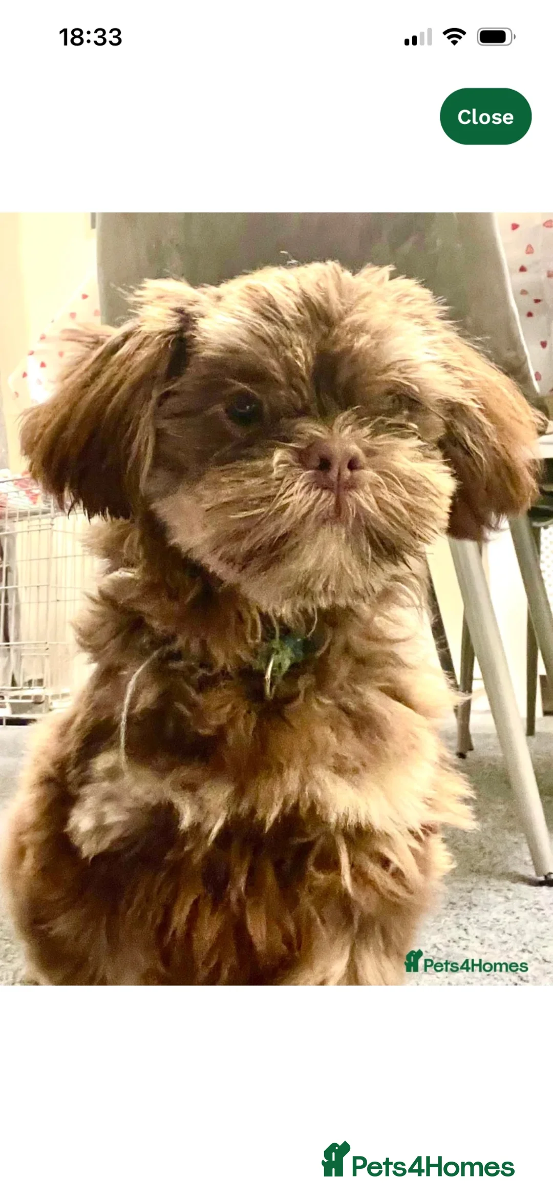 Shih Tzu dogs for sale: Gorgeous male Shih Tzu - Advert 9