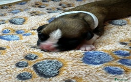 Boxer dogs for sale: Boxer Puppies KC registered  - Image 11