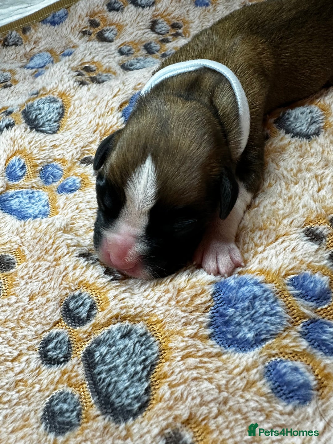 Boxer dogs for sale: Boxer Puppies KC registered  - Image 11