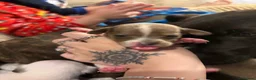Mixed Breed dogs for sale: Staffy X mini Dachshund  - Advert 6