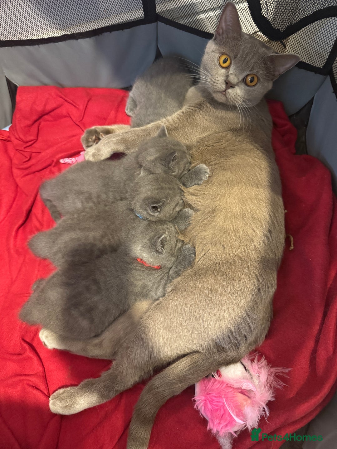 British Shorthair cats for sale: Quality British Shorthair Blue Kittens - Image 13