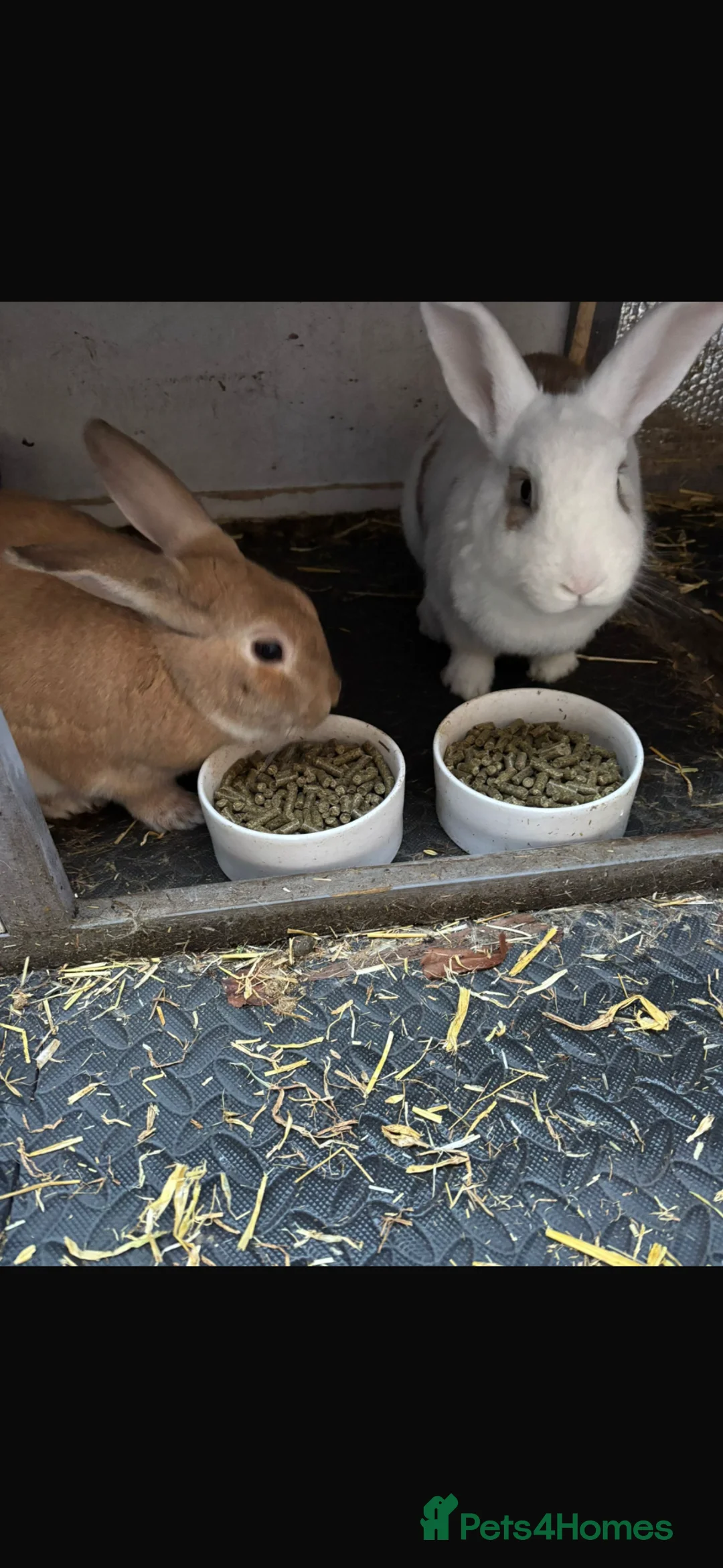 Mixed Breed rabbits for sale: Gus and Jasper  - Advert 2