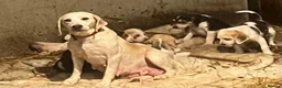 Beagle dogs for sale: Beautiful Beagle Puppies - Advert 2