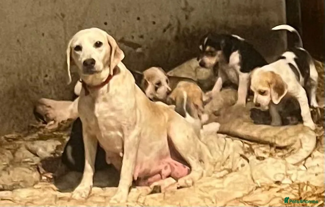 Beagle dogs for sale: Beautiful Beagle Puppies - Advert 2