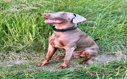 Dobermann dogs for sale: Selling our 2yr old male Doberman  - Advert 10