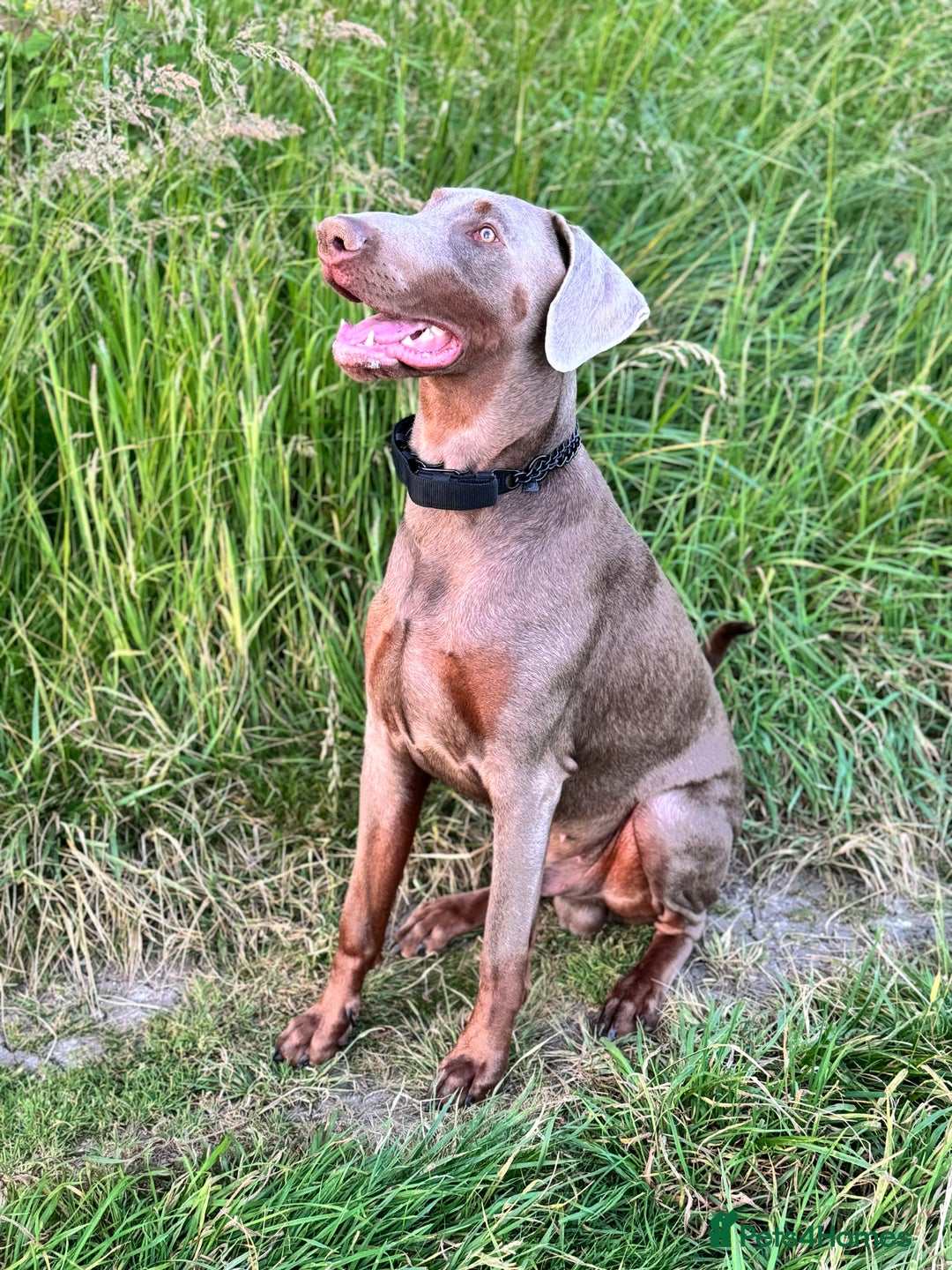 Dobermann dogs for sale: Selling our 2yr old male Doberman  - Advert 10