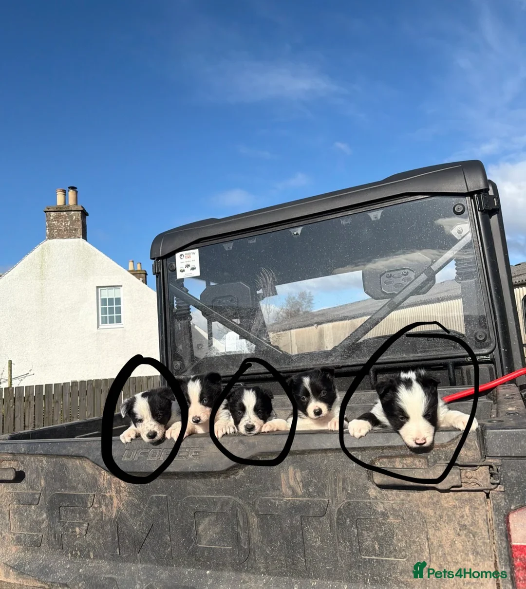 Border Collie dogs for sale: Sheepdog border collie puppies - Advert 10