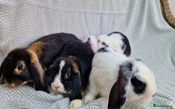 Mini Lop rabbits for sale: Mini Lop Male Rabbits - Image 3