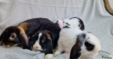 Mini Lop rabbits - Advert 9