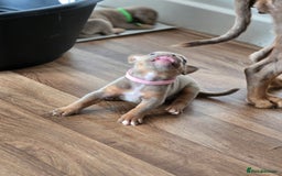 Olde English Bulldogge dogs for sale: Old english bulldoggee mammots - Image 16