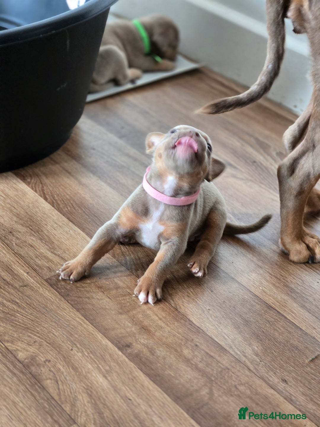 Olde English Bulldogge dogs for sale: Old english bulldoggee mammots - Image 16