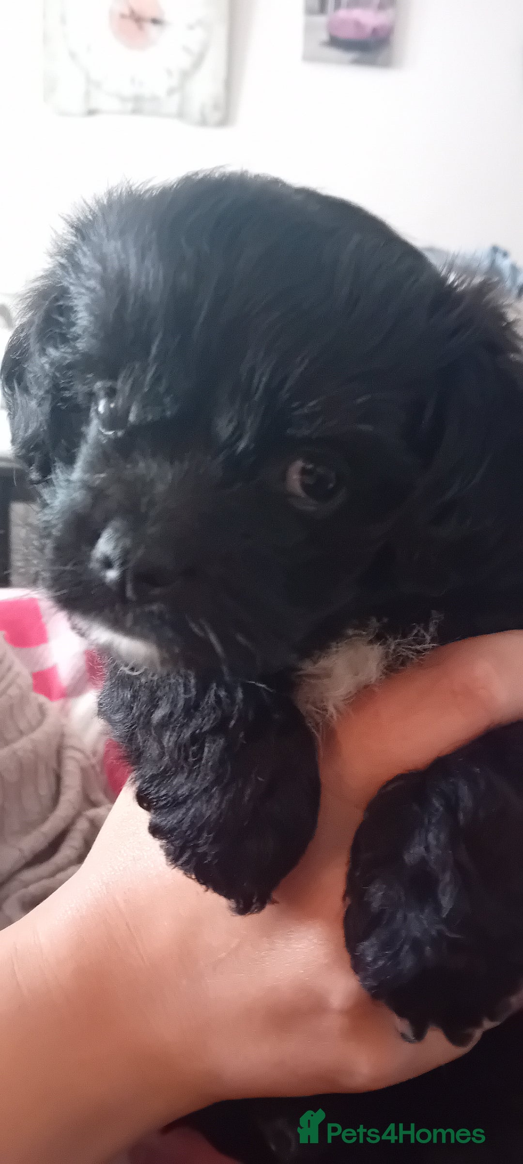 Mixed Breed dogs for sale: Beautiful puppies looking for loving home  - Image 2