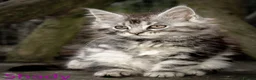 Maine Coon cats for sale: Polydactyl Maine Coon kittens are available  - Advert 14