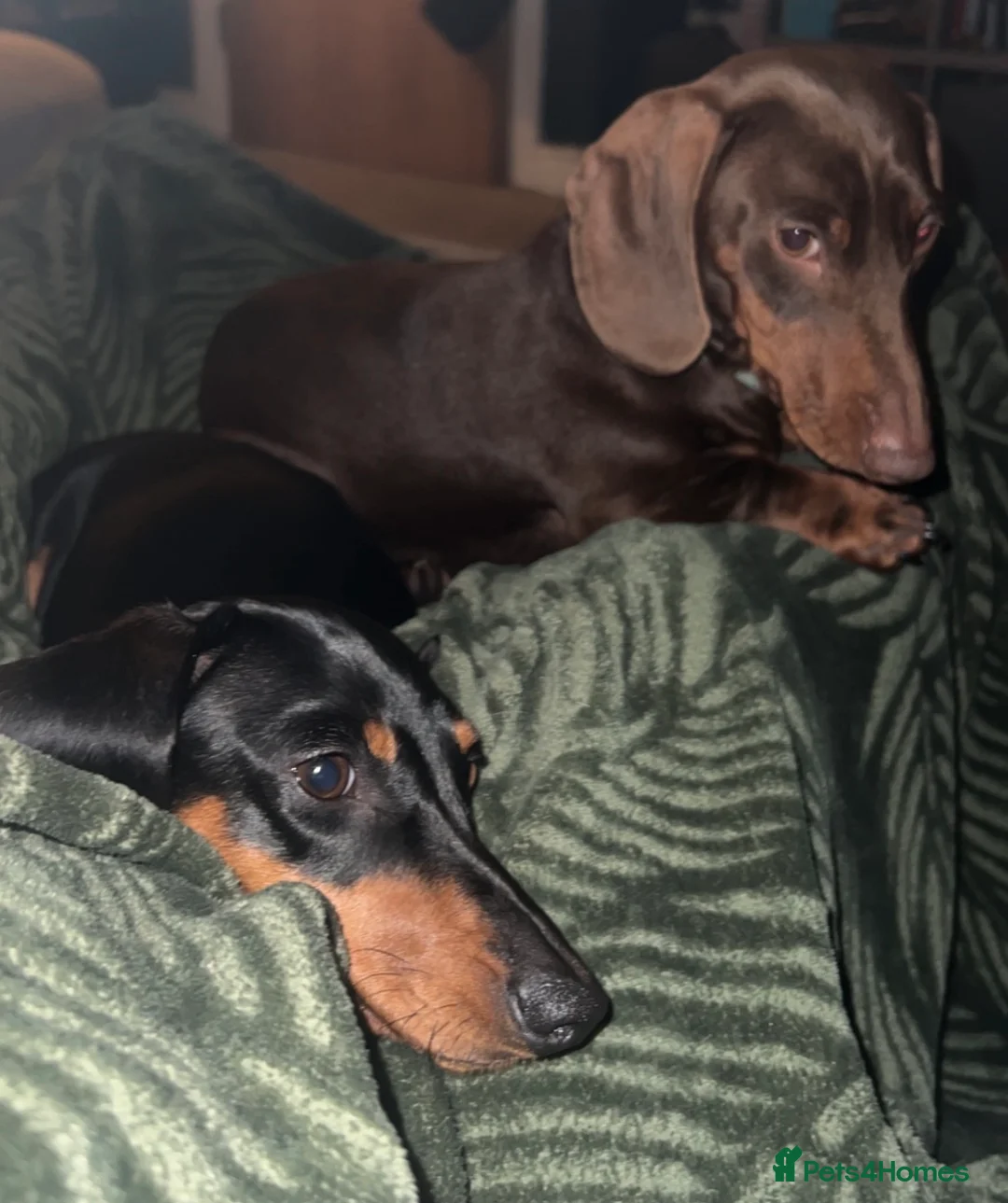 Dachshund dogs for sale: 6 adorable dachshund puppies available  - Advert 11