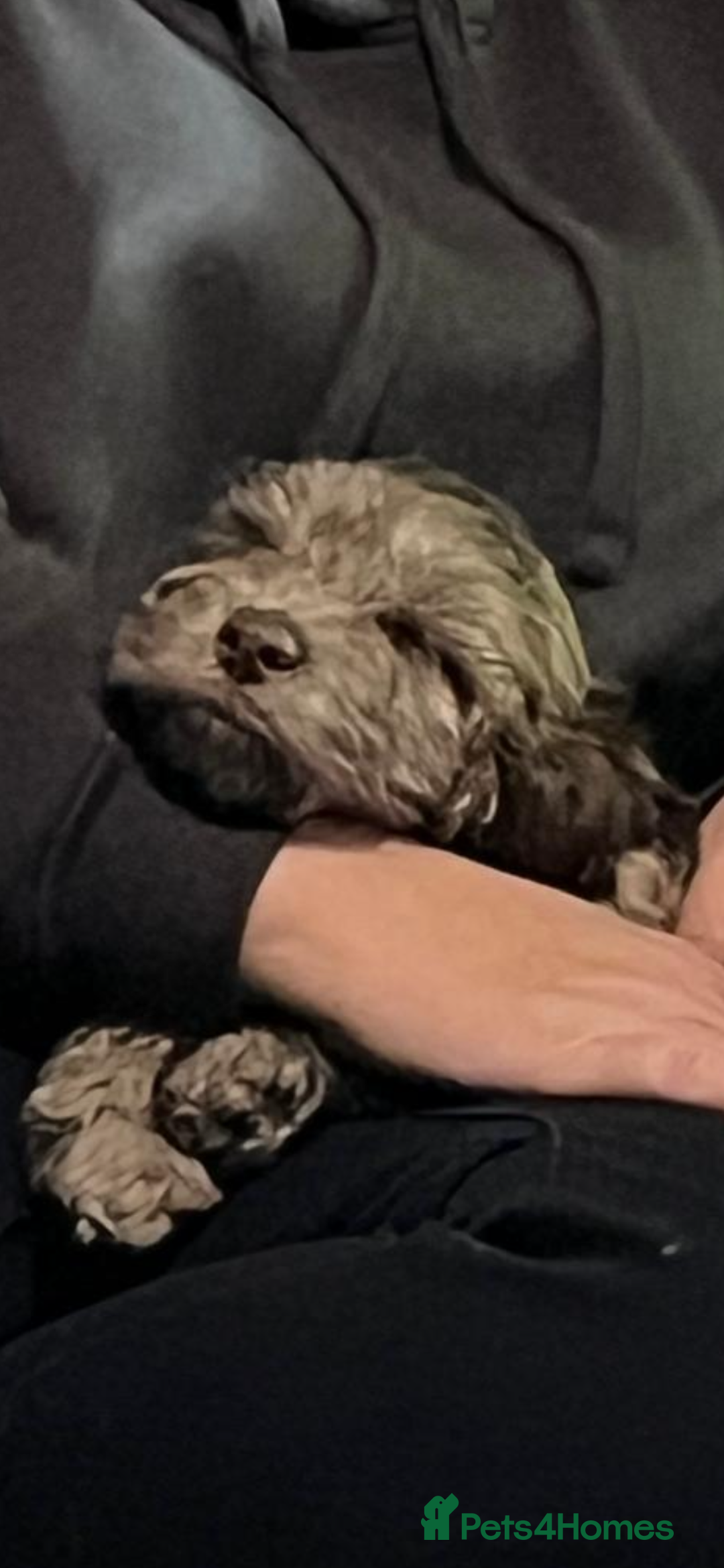 Cockapoo dogs for sale: Stunning F2 Chocolate Merle Cockapoo girl puppy - Image 4