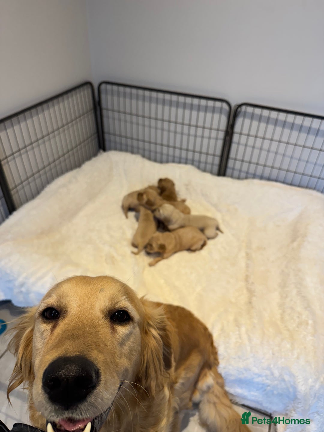 Golden Retriever dogs for sale: Gorgeous KC Golden retrievers  - Advert 5