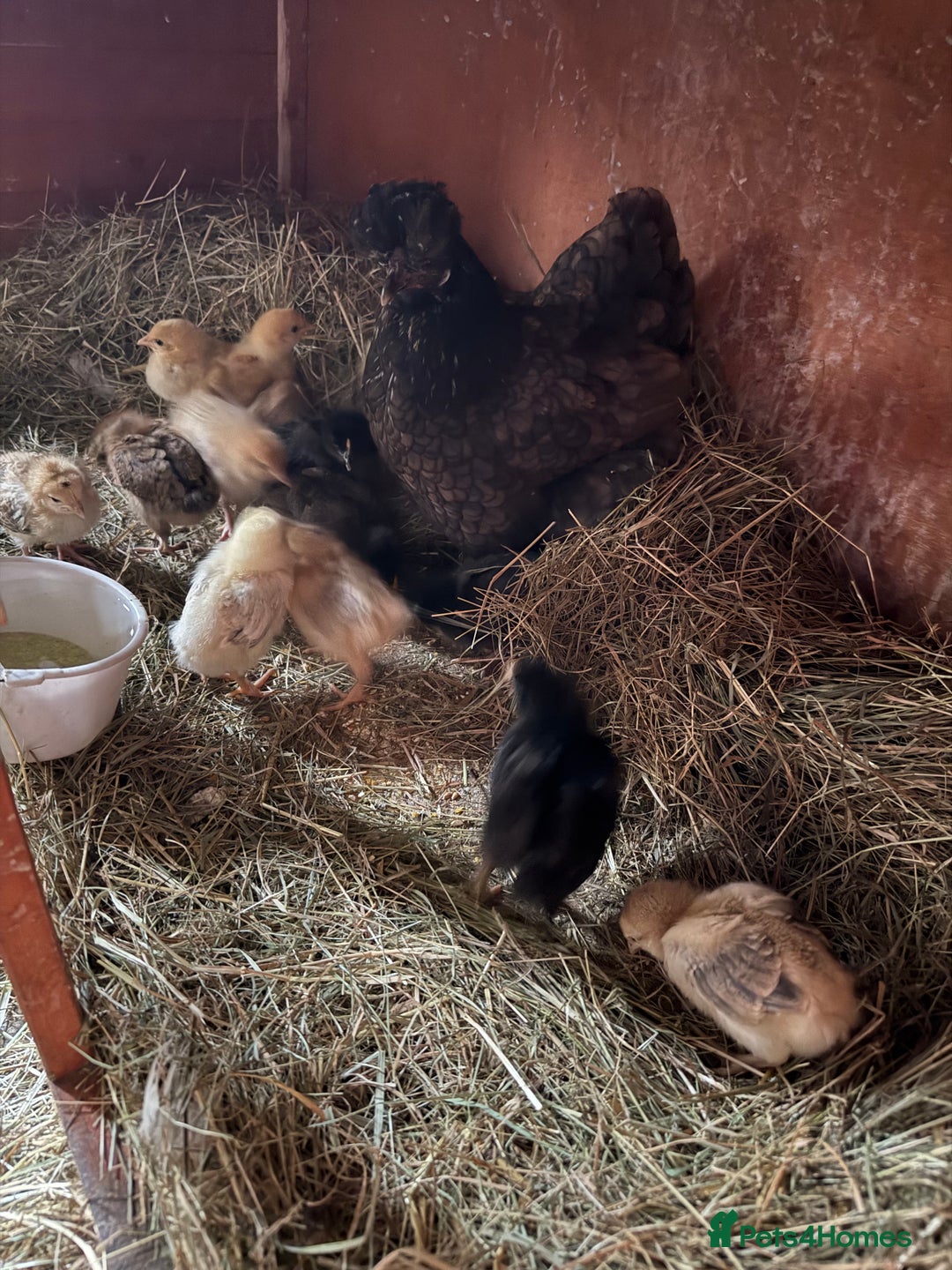 Chickens poultry for sale: Silkie cross hen with chicks  - Image 2