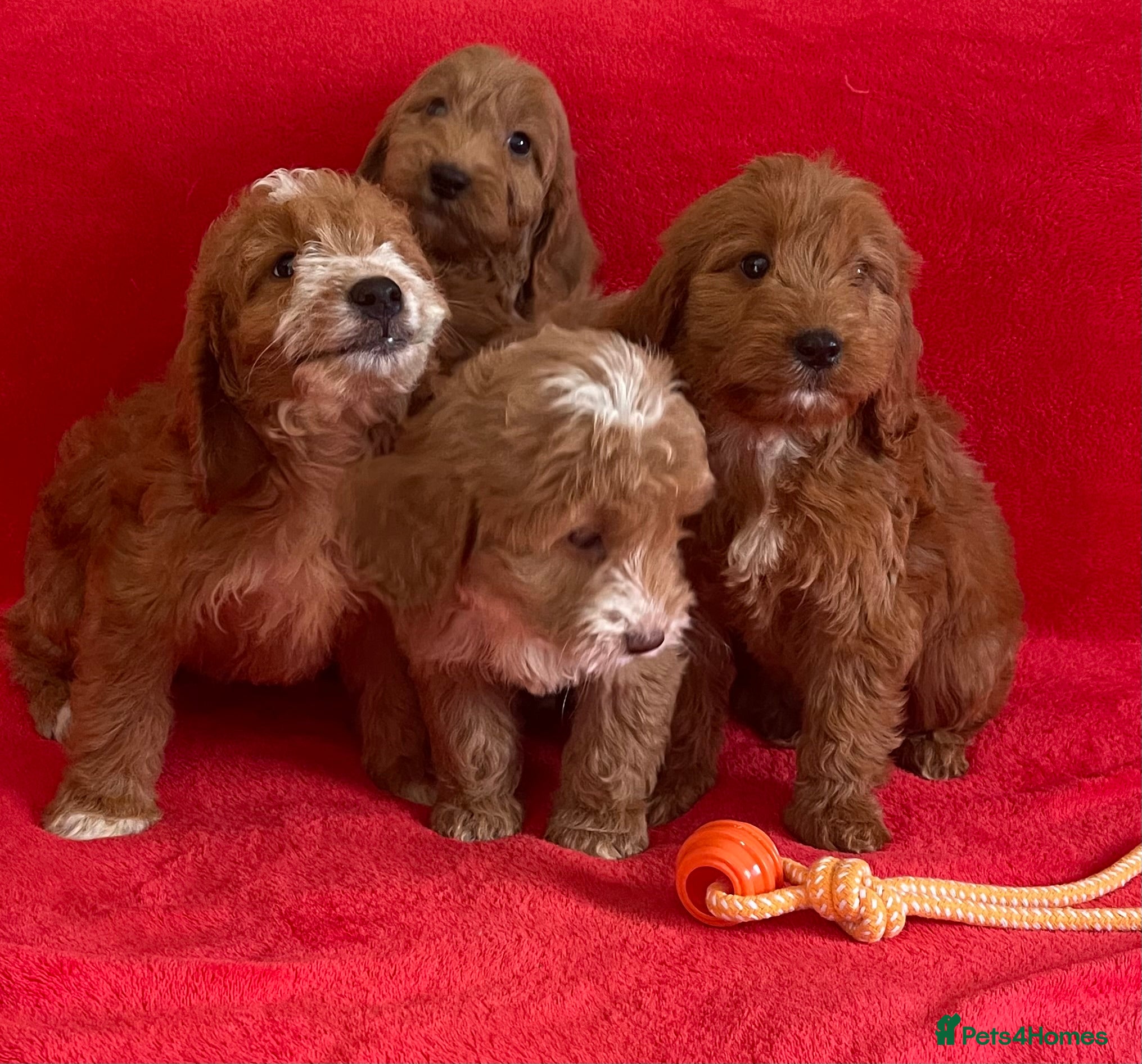 Cockapoo dogs Beautiful F1 cockerpoo pups NOW READY - Advert 1