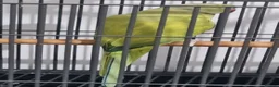 Ringnecks birds for sale: Beautiful male ringneck talking parrot  - Advert 3
