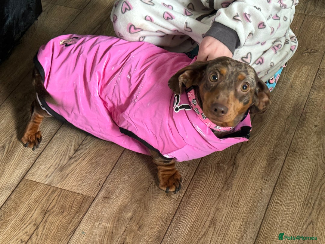 Miniature Dachshund dogs for sale: Female Chocolate tan dapple  - Image 8