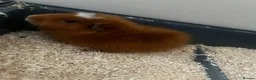 Guinea Pig rodents for sale: 2 brother Guinea Pigs for Sale in London - Advert 2
