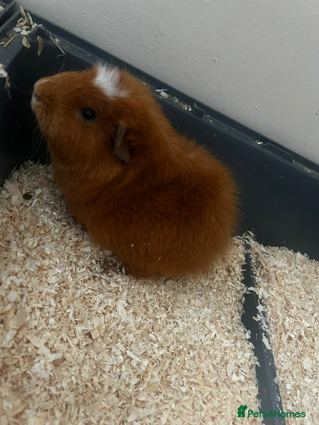 Guinea Pig rodents for sale: 2 brother Guinea Pigs for Sale in London - Advert 2