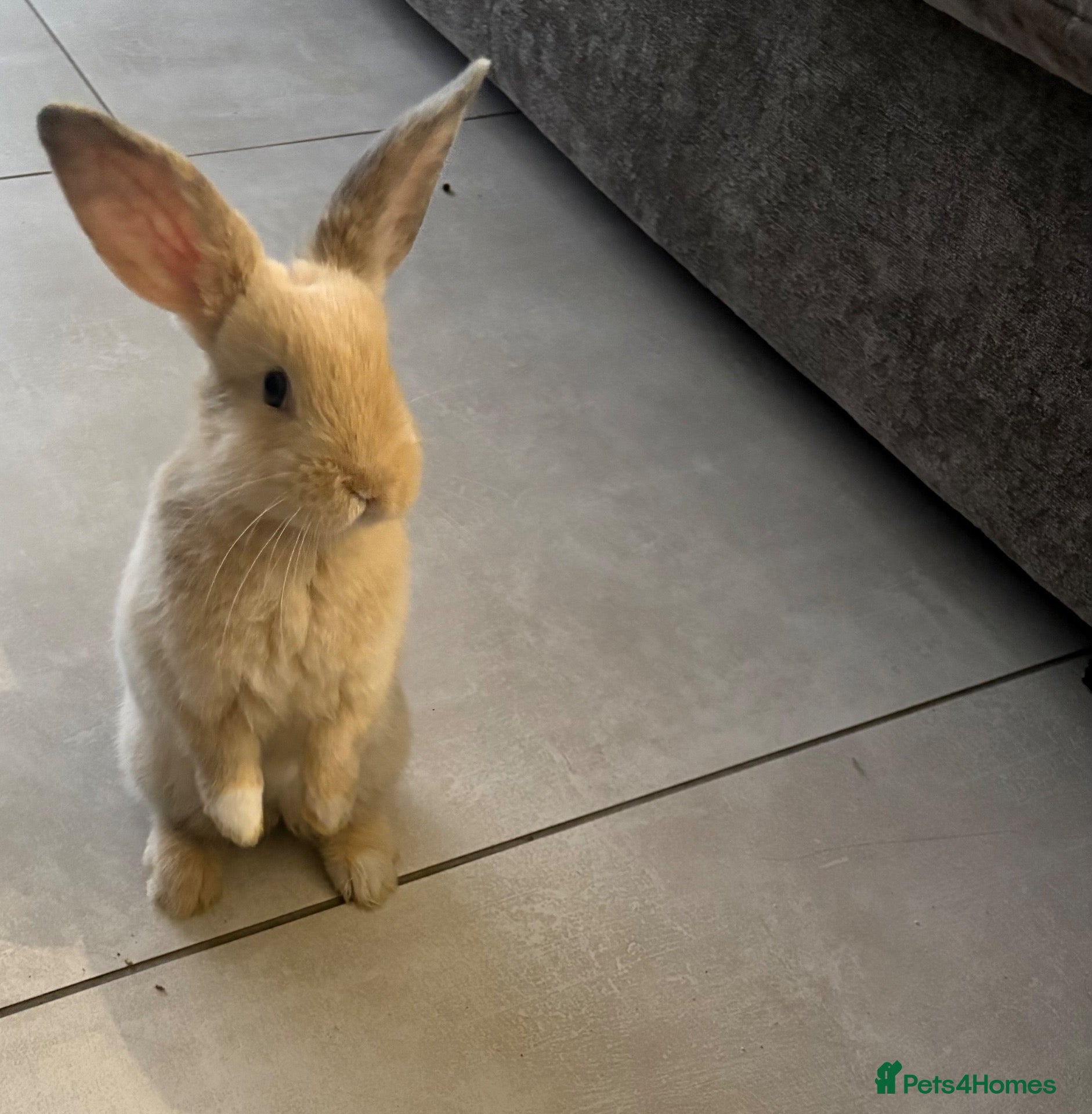 Mini Lop rabbits Beautiful mini lops  - Advert 1