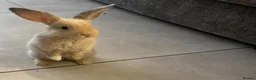 Mini Lop rabbits for sale: Beautiful mini lops  in Stockton-on-Tees - Advert 1