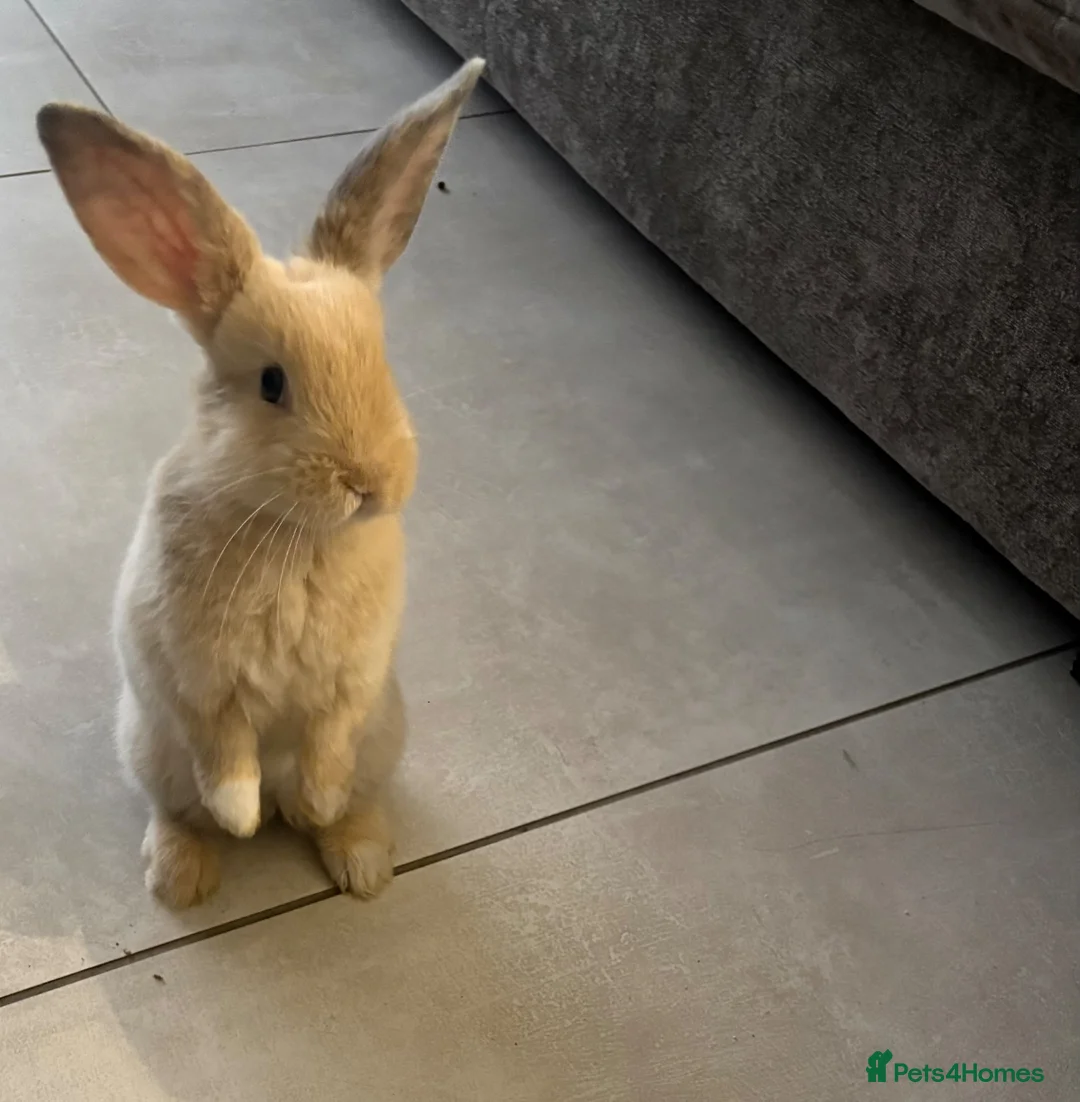 Mini Lop rabbits for sale: Beautiful mini lops  in Stockton-on-Tees - Advert 1