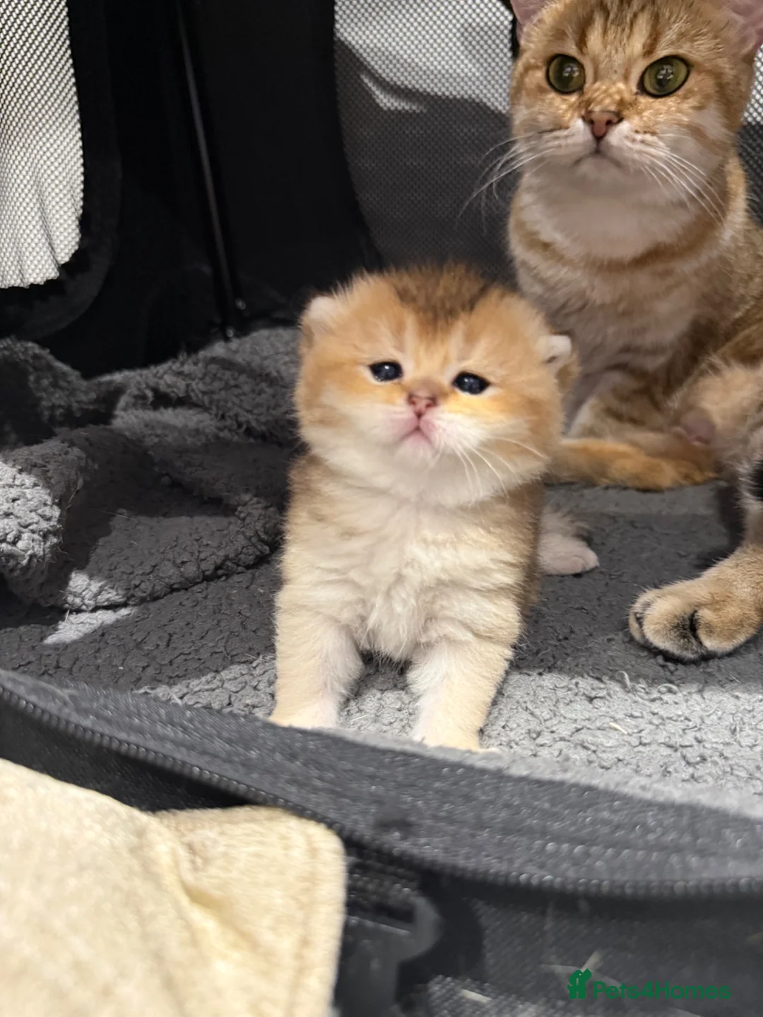 British Shorthair cats for sale: 2 BSH amazing boy from champion line  - Advert 2