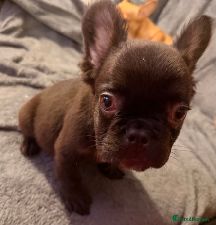 French Bulldog dogs Kc fully vaccinated 2 fluffy boys left - Advert 4