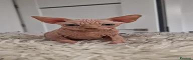 Sphynx 2