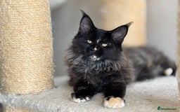 Maine Coon cats for sale: Tica Stunning Kittens  - Image 1