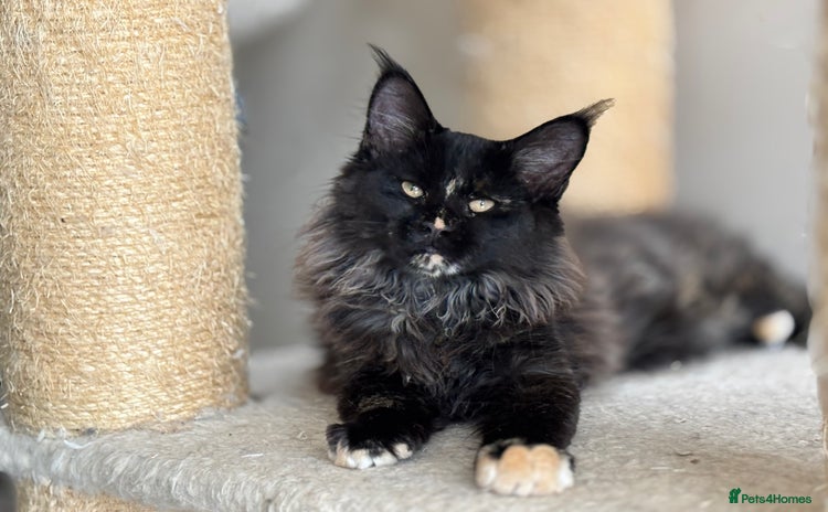 Maine Coon cats - Advert 5