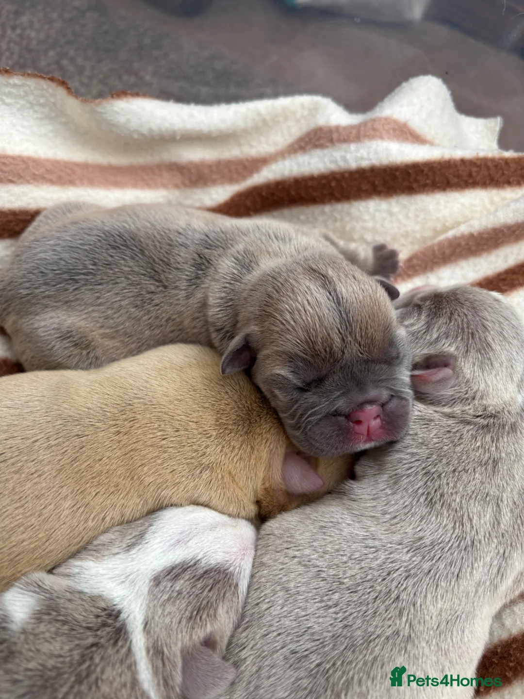 English Bulldog dogs for sale: English bulldogs  - Advert 2