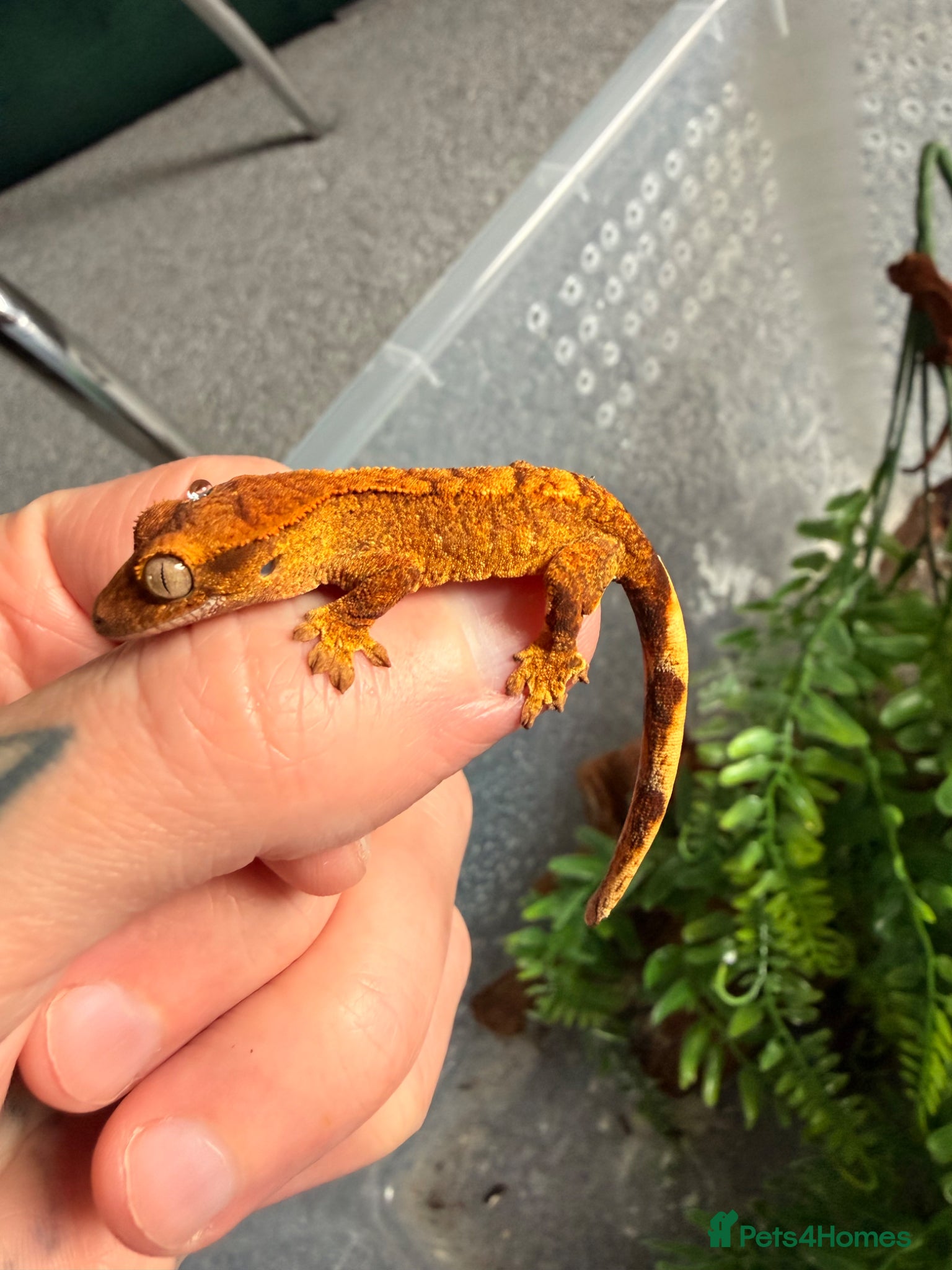Mixed Breed reptiles Baby crested gecko available now - Advert 13